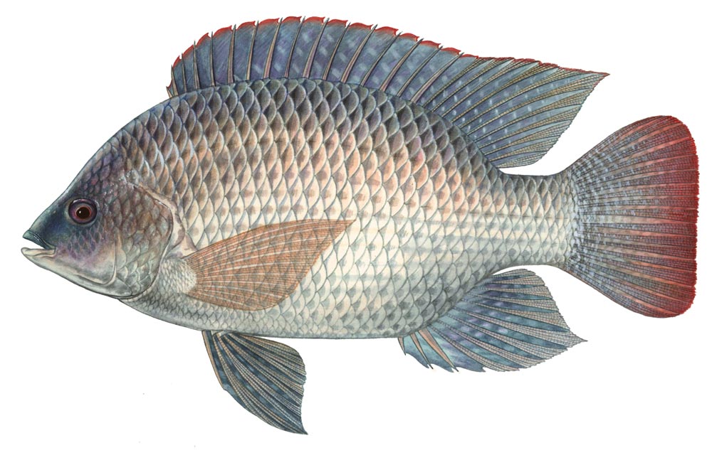 Tilapia